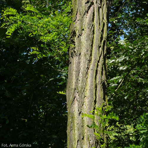 Robinia akacjowa, robinia biała, Robinia pseudoacacia, kora