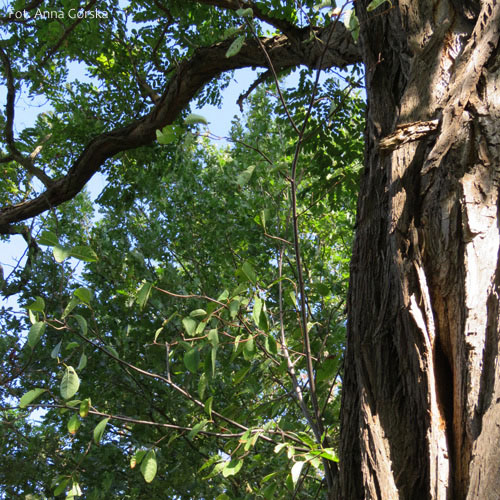 Robinia akacjowa, robinia biała, Robinia pseudoacacia, czeremcha rosnąca na robinii