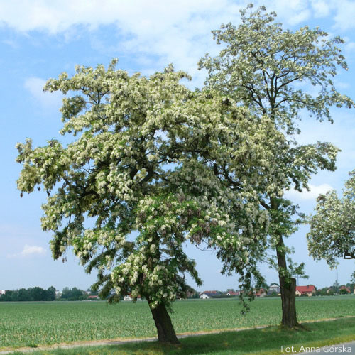 Robinia akacjowa, robinia biała, Robinia pseudoacacia, pokrój