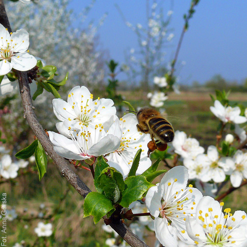 Śliwa ałycza, Prunus cerasifera, kwiaty
