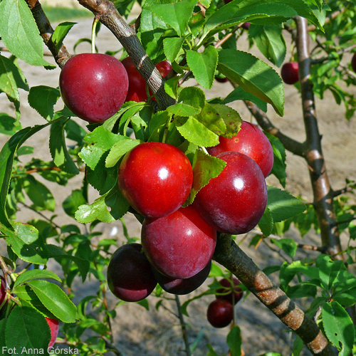 Śliwa ałycza, Prunus cerasifera, owoce