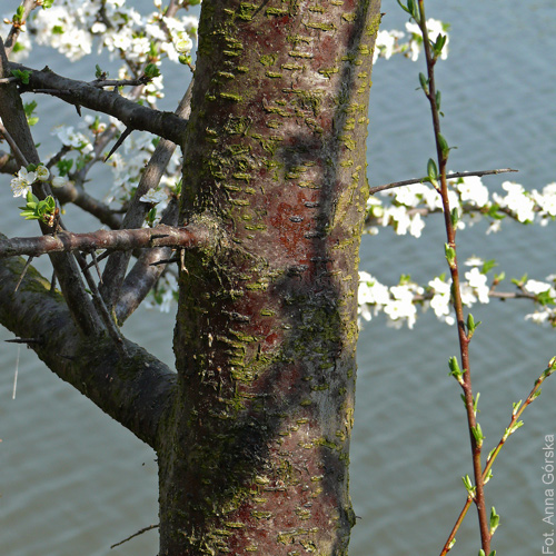 Śliwa ałycza, Prunus cerasifera, kora