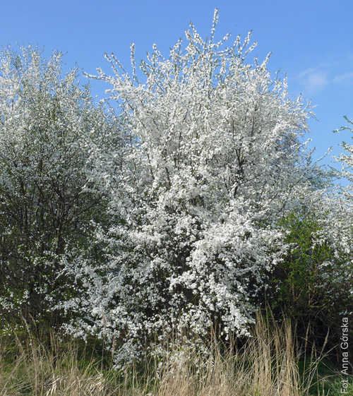 Śliwa ałycza, Prunus cerasifera, pokrój