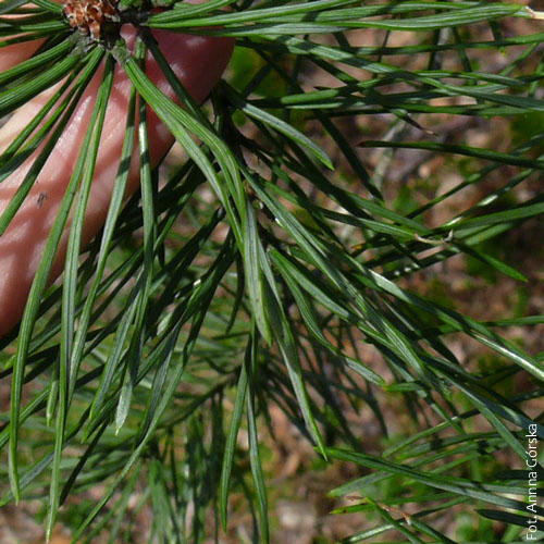 sosna pospolita, Pinus sylvestris, igły