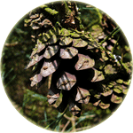Sosna pospolita, Pinus sylvestris, szyszka