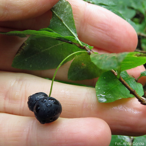 Suchodrzew czarny, wiciokrzew czarny, Lonicera nigra, owoc