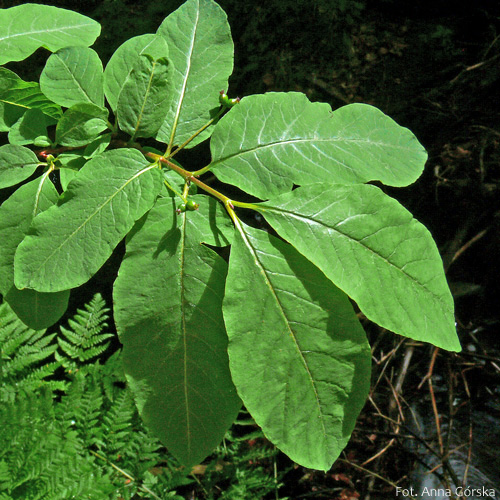 Suchodrzew czarny, wiciokrzew czarny, Lonicera nigra, liście