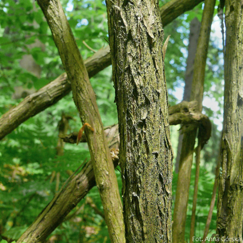 Suchodrzew czarny, wiciokrzew czarny, Lonicera nigra, kora