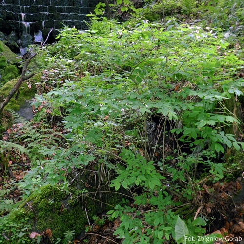 Suchodrzew czarny, wiciokrzew czarny, Lonicera nigra, pokrój