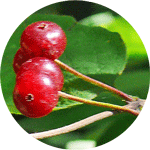 Suchodrzew pospolity, Lonicera xylosteum, owoce