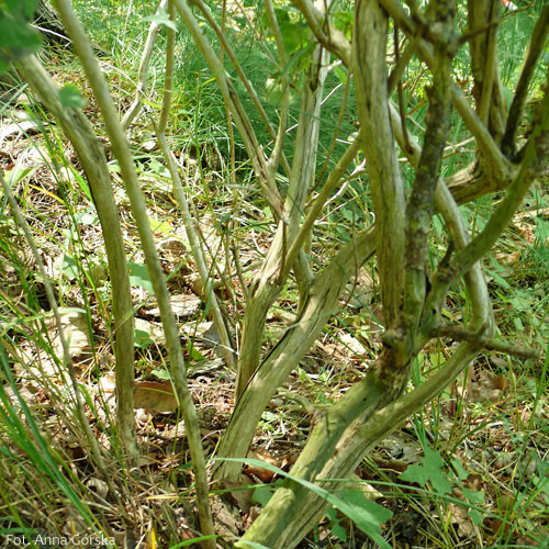 Suchodrzew pospolity, Lonicera xylosteum, kora