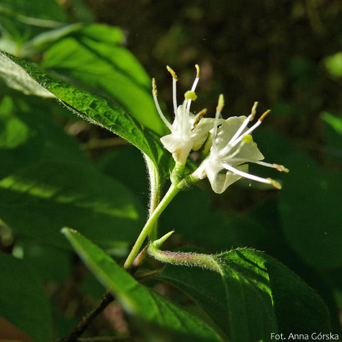 Suchodrzew pospolity, Lonicera xylosteum, kwiaty