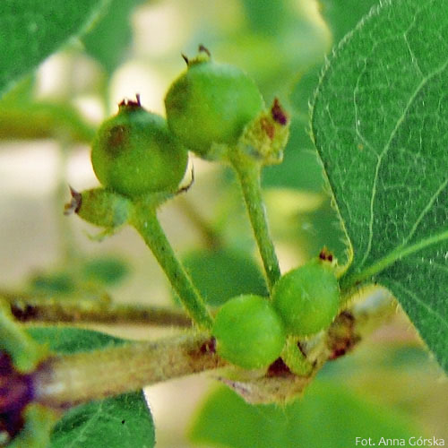 Suchodrzew pospolity, Lonicera xylosteum, niedojrzałe owoce