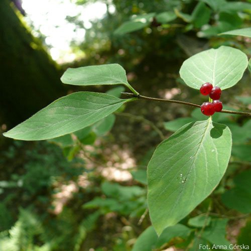 Suchodrzew pospolity, Lonicera xylosteum, owoce i liście