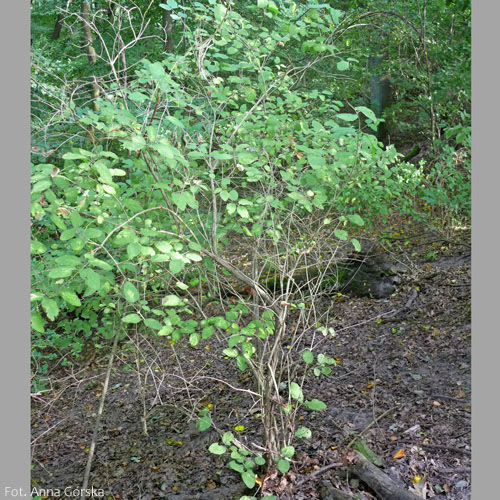 Suchodrzew pospolity, Lonicera xylosteum, pokrój