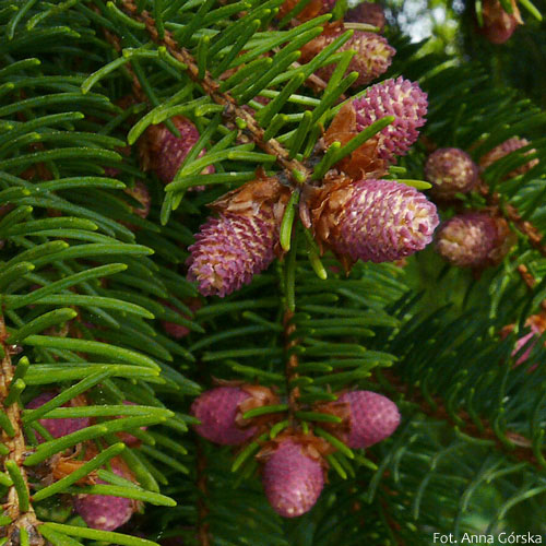 Świerk pospolity, Picea abies, kwiat męski