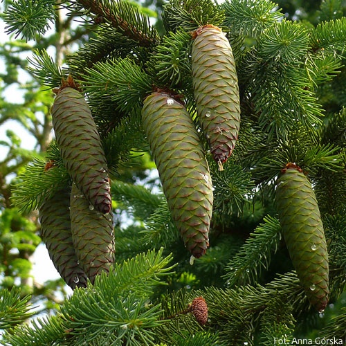 Świerk pospolity, Picea abies, młoda szyszka