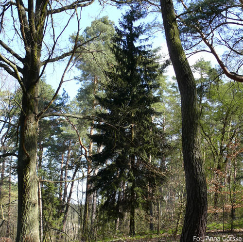 Świerk pospolity, Picea abies, pokrój