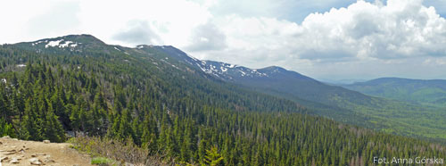 Świerk pospolity, Picea abies, regiel górny