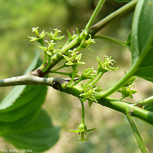 Szakłak pospolity, Rhamnus cathartica L., kwiaty