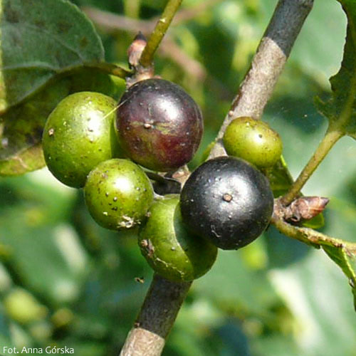 Szakłak pospolity, Rhamnus cathartica L., niedojrzałe owoce