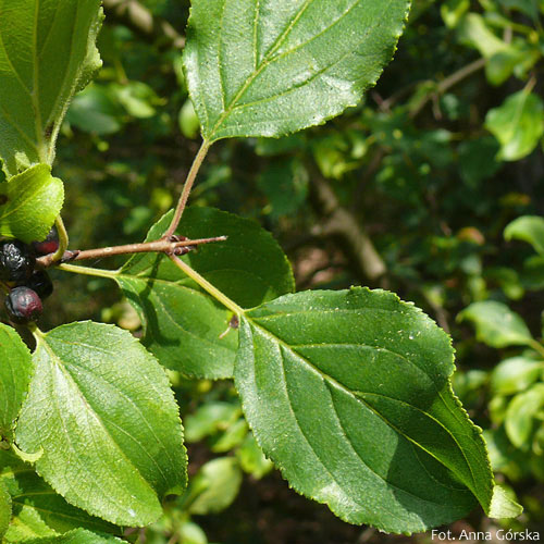 Szakłak pospolity, Rhamnus cathartica L., liście