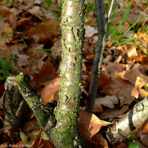 Szakłak pospolity, Rhamnus cathartica L., kora