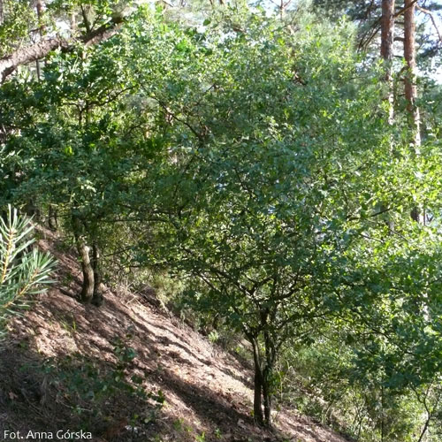 Szakłak pospolity, Rhamnus cathartica L., pokrój