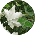 Topola biała, Populus alba, liść