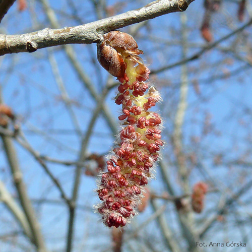 Topola biała, Populus alba, kwiatostan męski