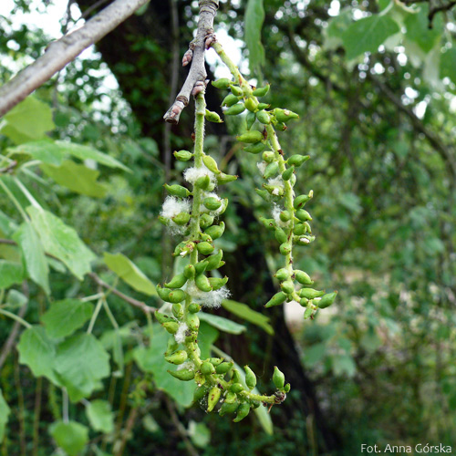 Topola biała, Populus alba, owoce