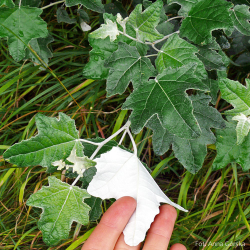 Topola biała, Populus alba, liść długopędu
