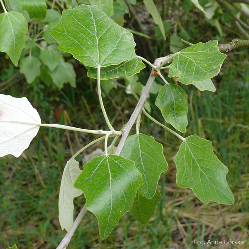Topola biała, Populus alba, liść krótkopędu