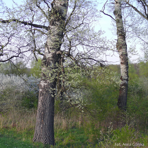 Topola biała, Populus alba, kora