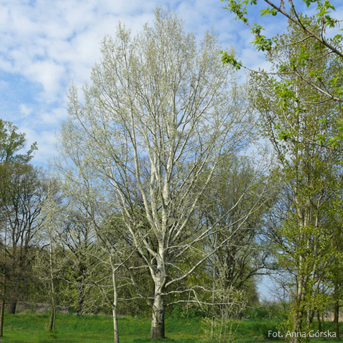 Topola biała, Populus alba, pokrój