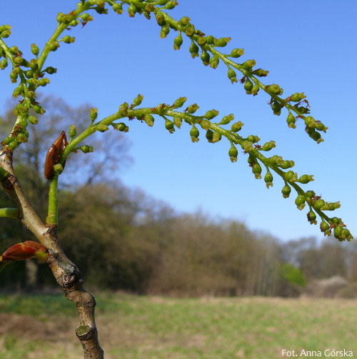 Topola czarna,sokora, sokorzyna, jasikor, topola nadwiślańska, Populus nigra, kwiatostan żeński