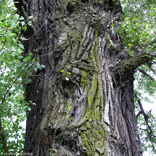 Topola czarna,sokora, sokorzyna, jasikor, topola nadwiślańska, Populus nigra, kora