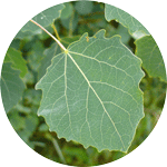 Topola osika, Populus tremula, liść krótkopędu