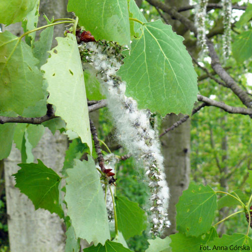 Topola osika, Populus tremula, owoce