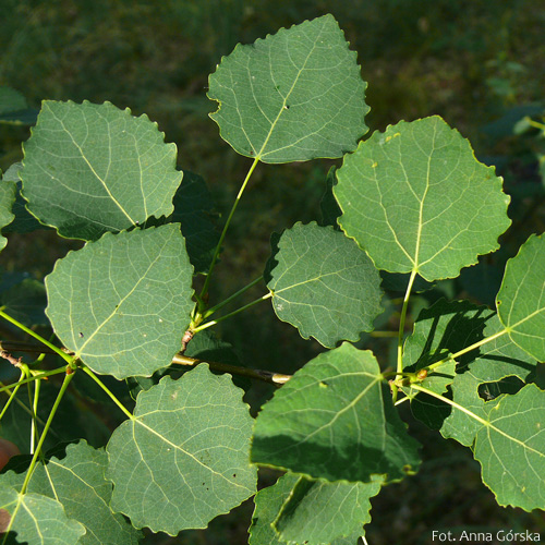 Topola osika, Populus tremula, liść