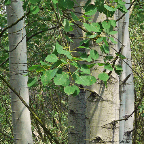 Topola osika, Populus tremula, kora