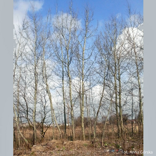 Topola osika, Populus tremula, pokrój