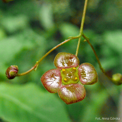 Trzmielina brodawkowata, Euonymus verrucosus, kwiat