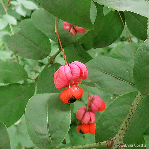 Trzmielina brodawkowata, Euonymus verrucosus, owoce