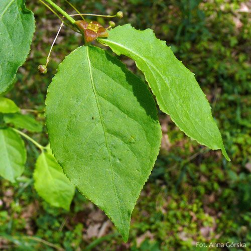 Trzmielina brodawkowata, Euonymus verrucosus, liść