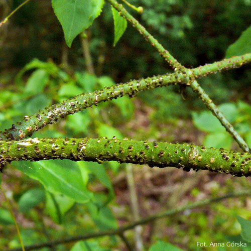 Trzmielina brodawkowata, Euonymus verrucosus, gałązka