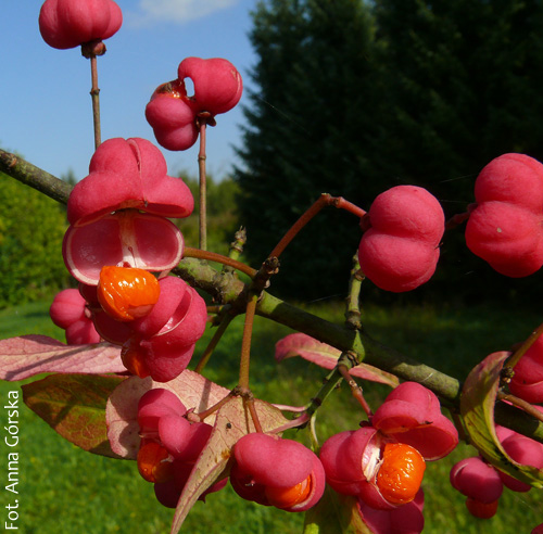 Trzmielina pospolita, Euonymus europaeus, owoc