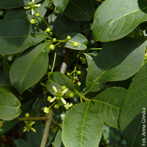 Trzmielina pospolita, Euonymus europaeus, kwiat