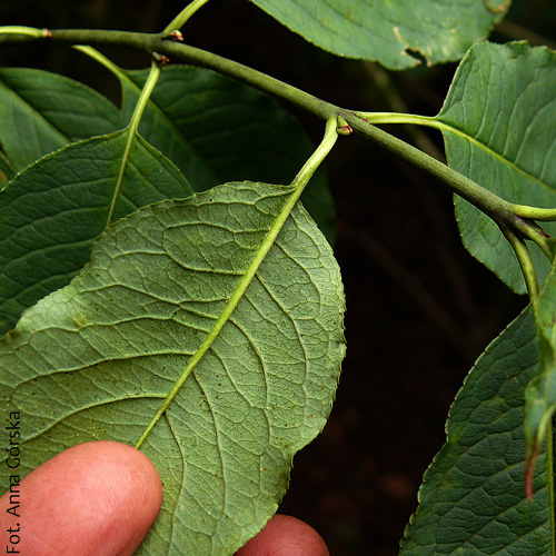 Trzmielina pospolita, Euonymus europaeus, gałązka