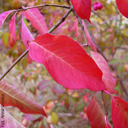 Trzmielina pospolita, Euonymus europaeus, liść